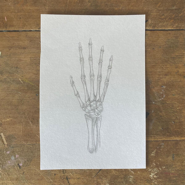 hand anatomical study